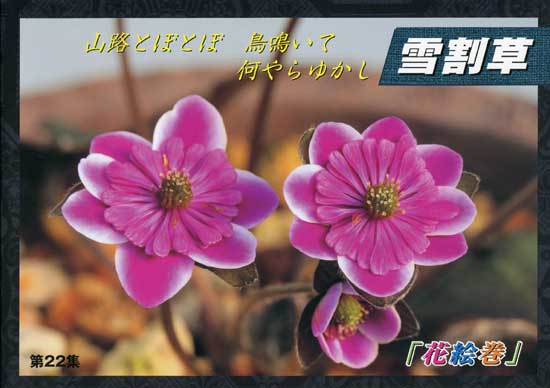 Japanische Hepatica Katalog Nr 22-0
