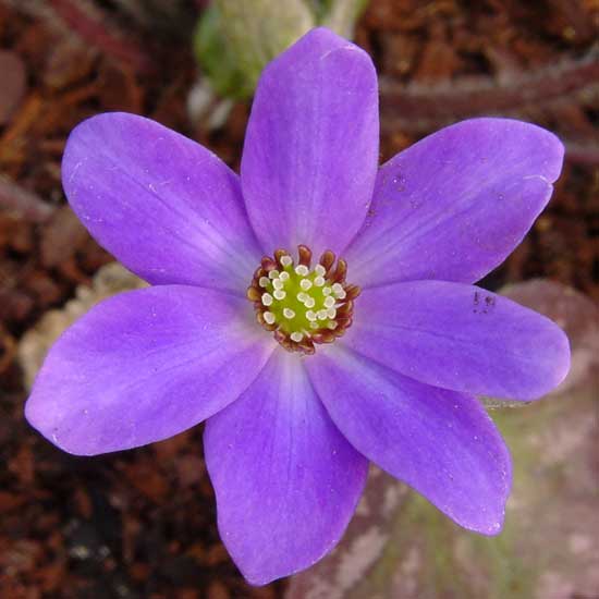 nobilis var. japonica Violette Töne-0