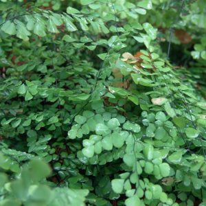 Adiantum venustrum