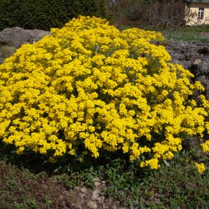 Alyssum saxatilis Compactum