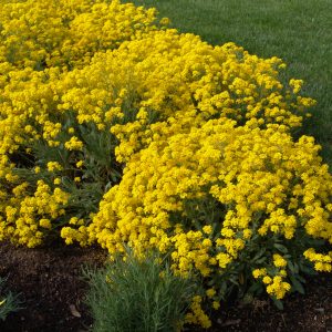 Alyssum saxatilis Compactum – Bild 3