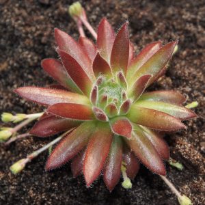 Sempervivum Kultivar Americanos