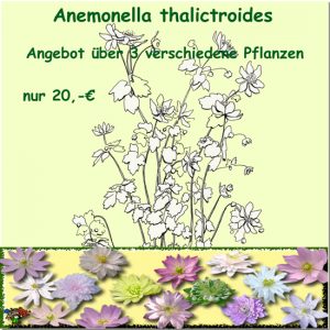 Angebot Anemonella thalictroides