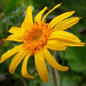 Arnica montana