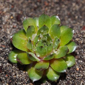 Sempervivum Kultivar Bedivere