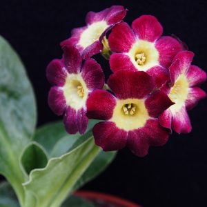 Primula x auricula Carneval (B) – Bild 3