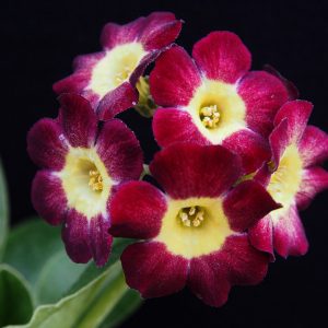 Primula x auricula Carneval (B)