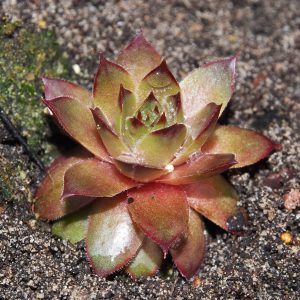 Sempervivum Kultivar Casablanca