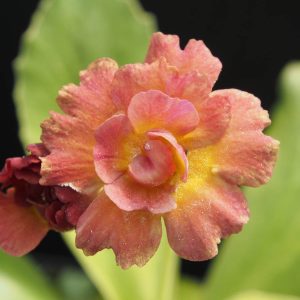 Primula x auricula Charles Bronson(D)