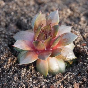 Sempervivum Kultivar Chocolate