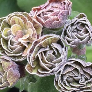 Primula x auricula Chocolate'n Lime (D)