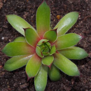 Sempervivum Kultivar Cripello