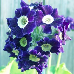 Primula x auricula Dido (B) – Bild 2