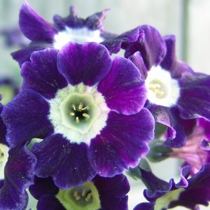 Primula x auricula Dido (B)