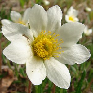 Dryas integrifolia (tenella)