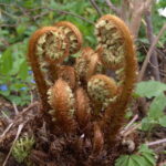 Dryopteris crassirhizoma