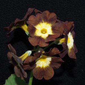 Primula x auricula Eden Greenfinch (B)