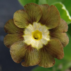 Primula x auricula Eden Greenfinch (B) – Bild 3