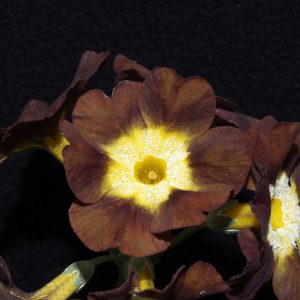 Primula x auricula Eden Greenfinch (B) – Bild 4