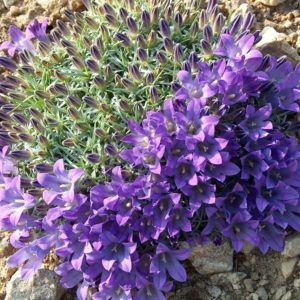 Edraianthus pumilio