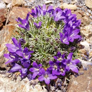 Edraianthus pumilio – Bild 3