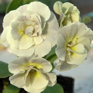Primula x auricula Firsby (D)
