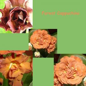 Primula x auricula Forest Cappuchino (D) – Bild 2