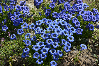 Gentiana