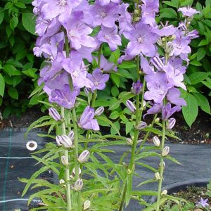 Campanula persicifolia f. sessilifolia Highcliffe Amethyst – Bild 2