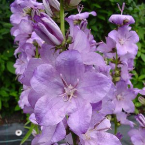 Campanula persicifolia f. sessilifolia Highcliffe Amethyst