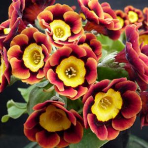 Primula x auricula ' Janie Hill ' (GC)