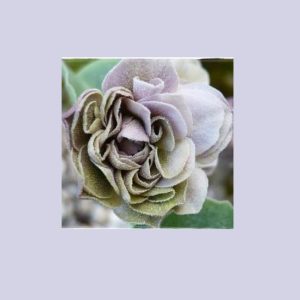 Primula x auricula Lilac Ladywood (D) – Bild 2