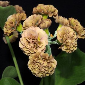 Primula x auricula Lincoln Imp (D)