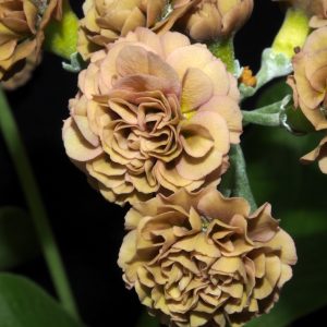 Primula x auricula Lincoln Imp (D) – Bild 3