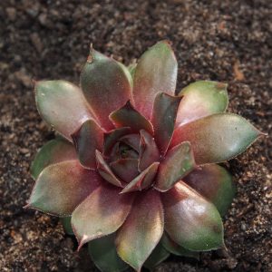 Sempervivum Kultivar Lola