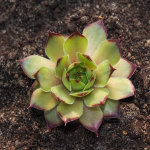 Sempervivum Kultivar Maya