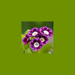 Primula x auricula ' Moon ' (LC) – Bild 2