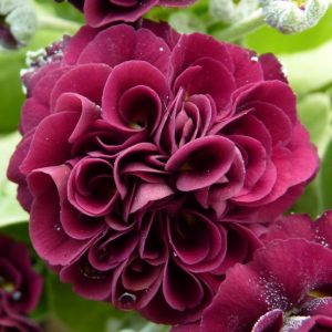 Primula x auricula Morello (D)