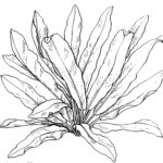 Phylitis Zeichnung