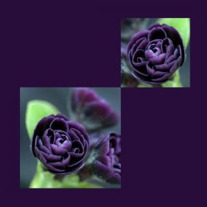 Primula x auricula Requiem (D) – Bild 2