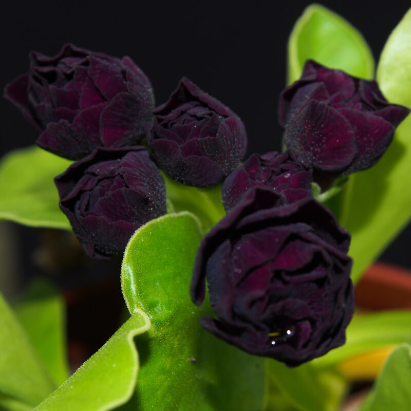 Primula x auricula Requiem (D)