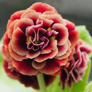 Primula x auricula Rosewood (D)