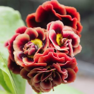 Primula x auricula Rosewood (D) – Bild 3