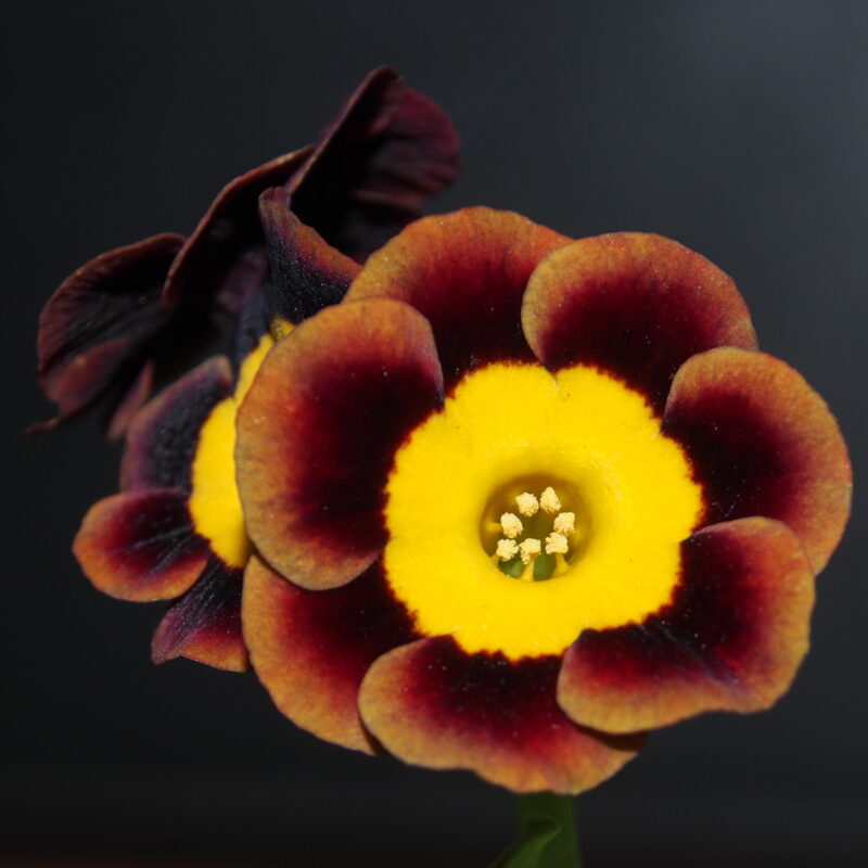 Primula x auricula ' Slim Whitman ' (GC)