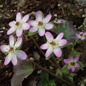 Hepatica pubescens ' Tenjinbai ' – Bild 3
