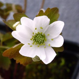 Anemonella thalictroides White Singel