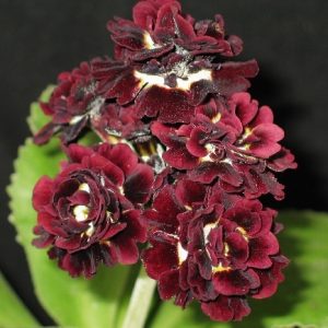 Primula x auricula Zambia (D)