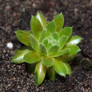 Sempervivum actrenotrichum