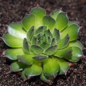 Sempervivum adenophorum (Ungarn)