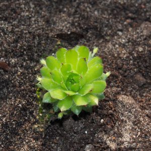 Sempervivum andreamum (Spanien, Sierra Cani)